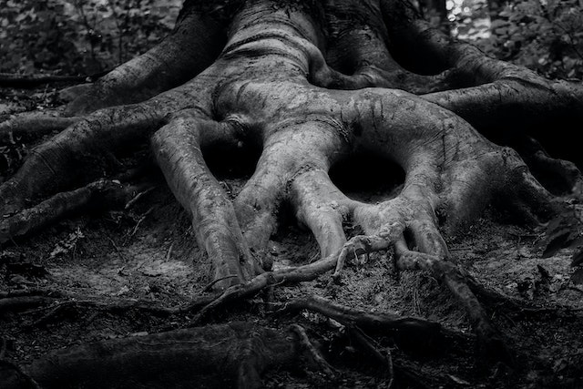 What does putting roots on someone mean, The benefit of putting roots on a person. for love passion and affection in your relationship